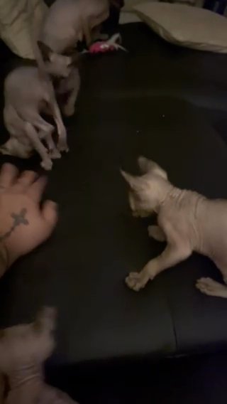 sphynx kittens
