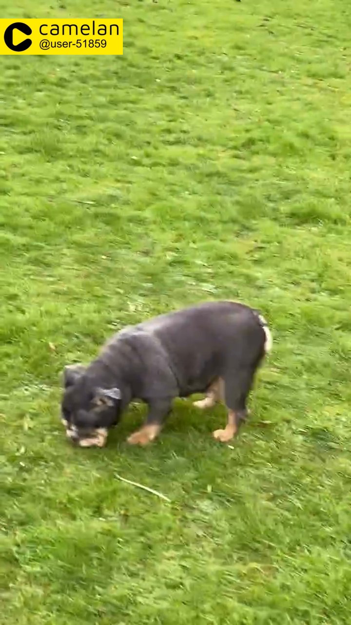 female bulldog for sale