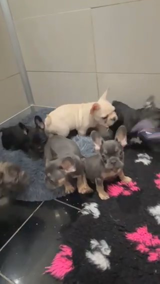 Micro Frenchies