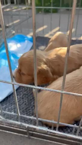 Cocker Spaniels