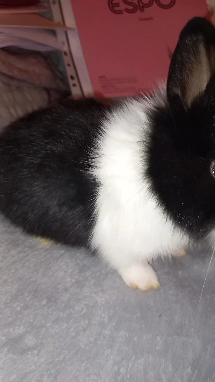 more cute videos/photos