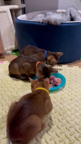 Abyssinian pedigree Kittens
