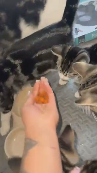 Tabby Female Kittens Looking For New Home ?