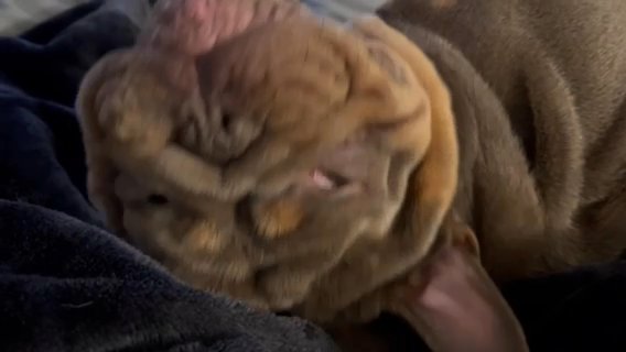 Stud English Bulldog Top Bloodlines
