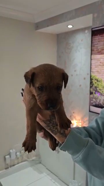 Irish terriers pups