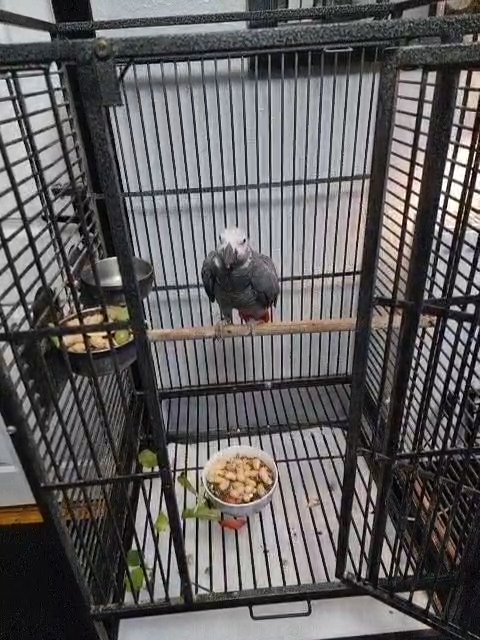 African grey parrot