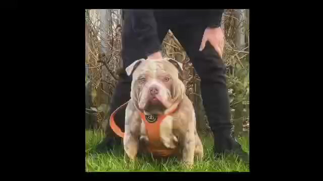 POCKET BULLY STUD