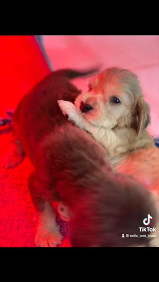 pedigree show type cocker spaniel boys