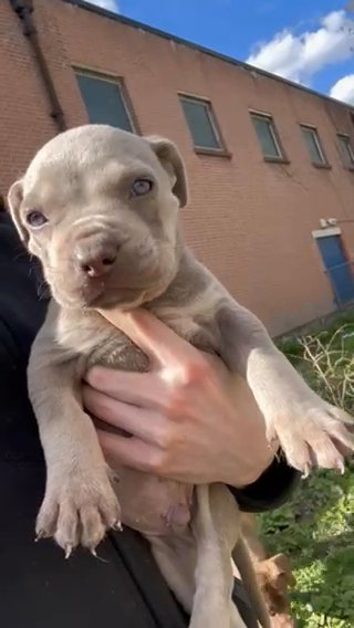 Mixed Mastiff