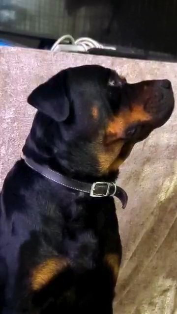 Gorgeous Rottweiler for Stud