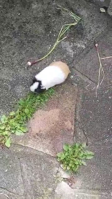 £10 guinea pig