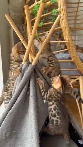 Bengal Kittens TICA