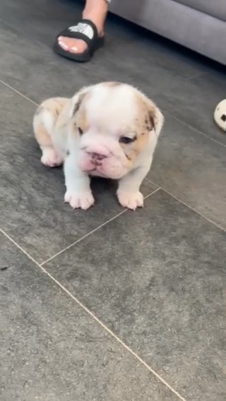 Female English/British Bulldog