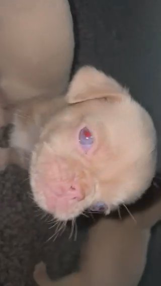 KC Pug Puppies Ready To Leave