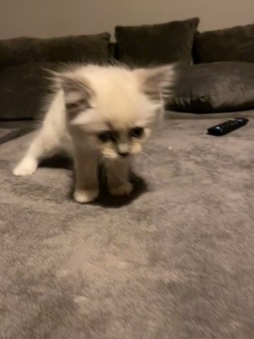 ragdoll boy blue bi colour mitted
