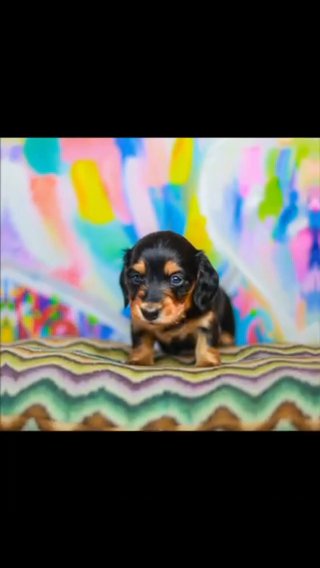 Mini Dashund