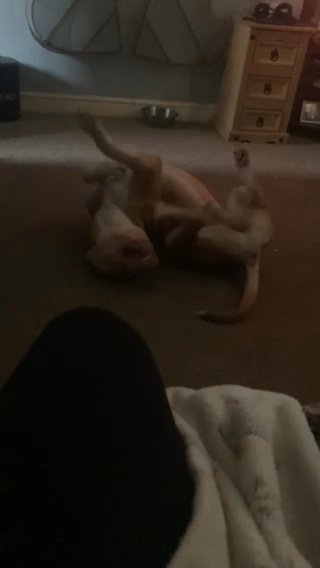 Doggo For Sale