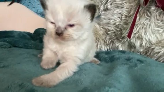 ?beautiful pure ragdoll kittens?