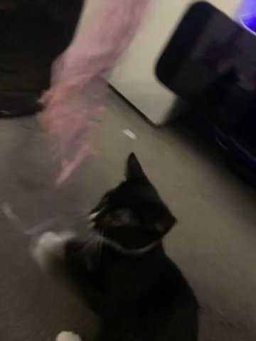 For Free Kittens