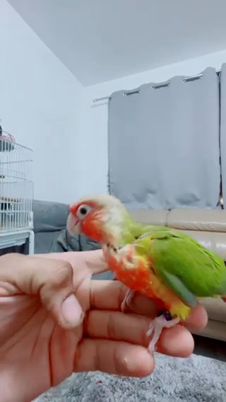 Hand Reared Baby pineapple conure Tame