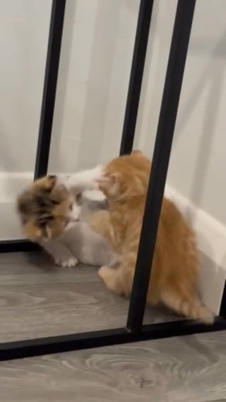 kittens for sale