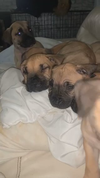 Presa Canario Stunning Girl