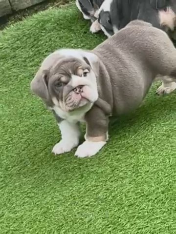 Lilac English Bulldog