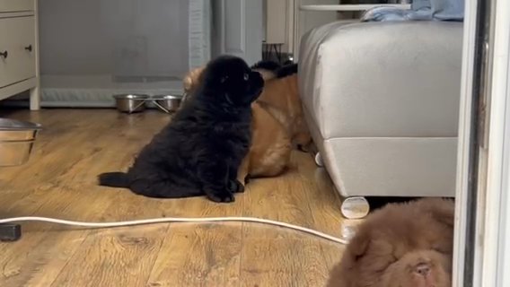 Kennel Club Chow Chow Puppies Red And Black Girl
