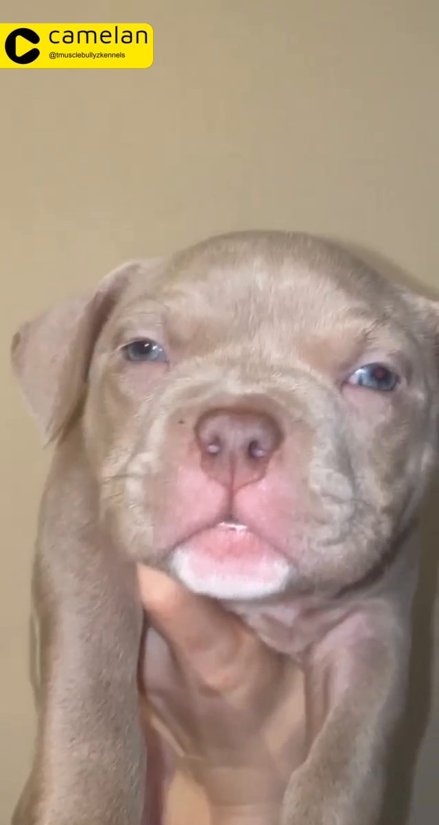 ABKC Pocket Bully Female