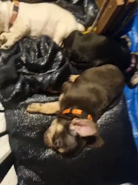 £850 frenchbulldog for Christmas xx