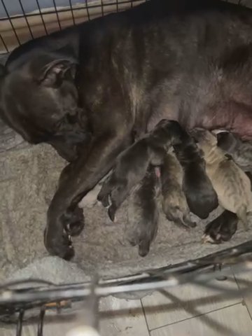 Bandogge