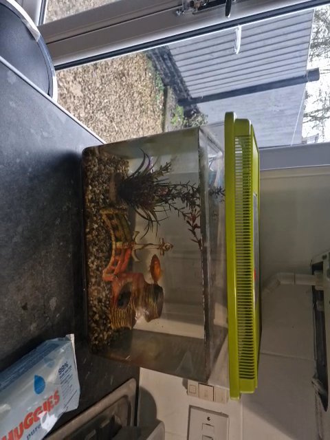 fish n tank