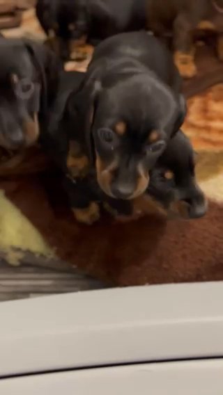 Dachshund