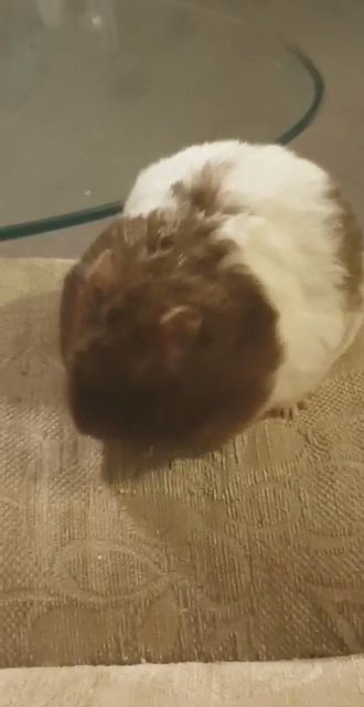 syrian hamster for sale with cage