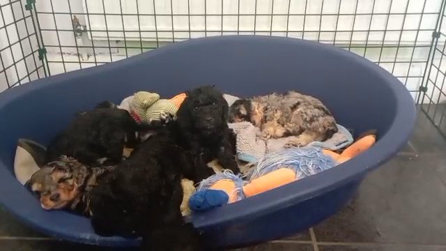 Cockapoo Puppies Merls
