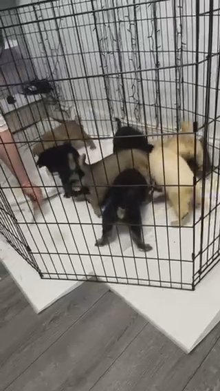Shepkita Puppies