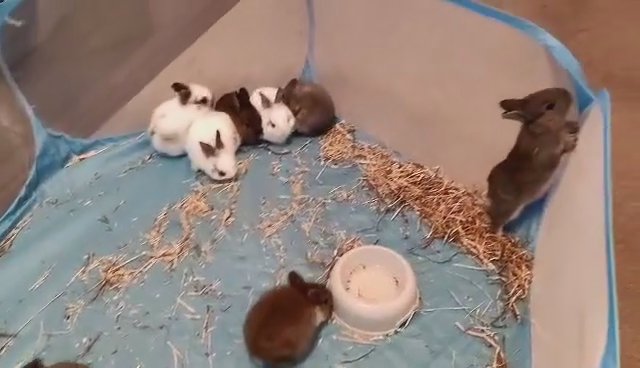 Sweet little rabbits waiting for You !!!