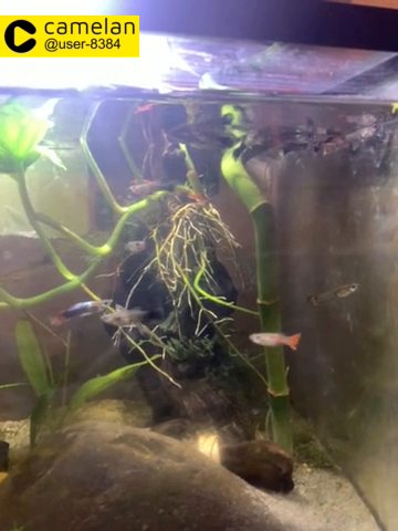 TropicalFish
