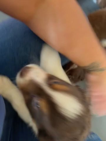 KC registered red tri coloured red and white border collie puppies