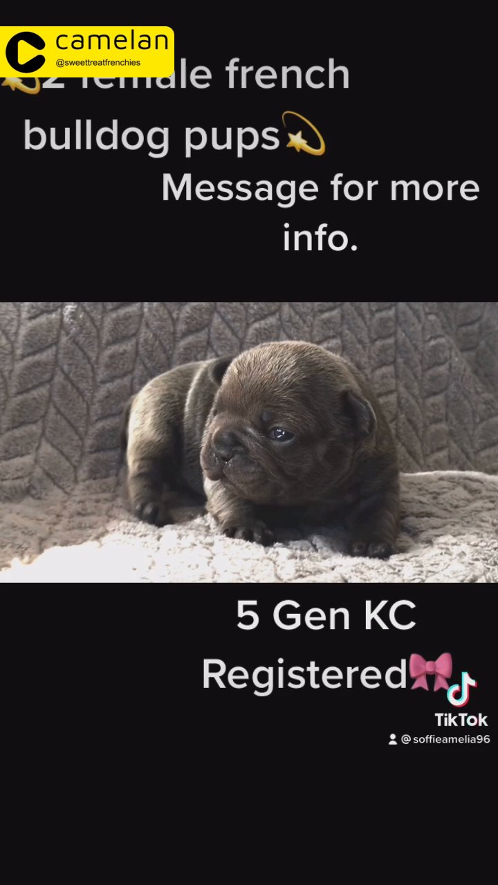 2 Female French Bulldog Puppies