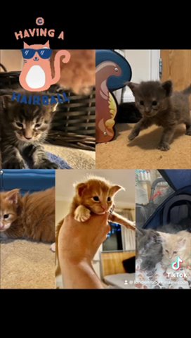 Maine Coon Kittens
