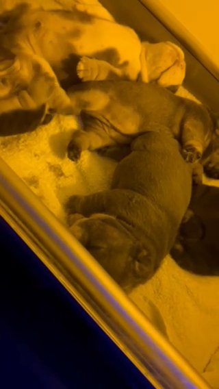 English bulldog’s