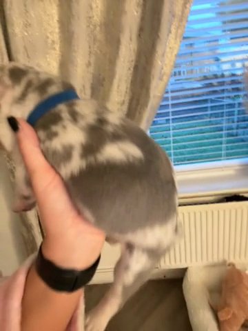 French Bulldog Lilac Merle Possible Newshade