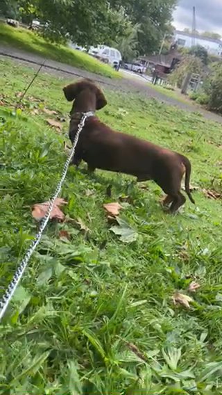 dachshund chap is looking for new homes.
