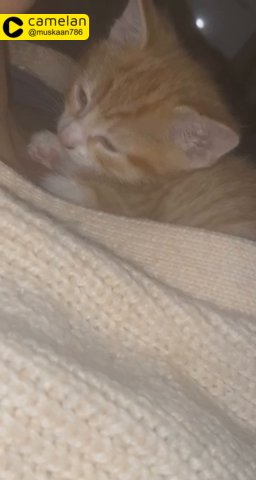 ginger kitten for sale