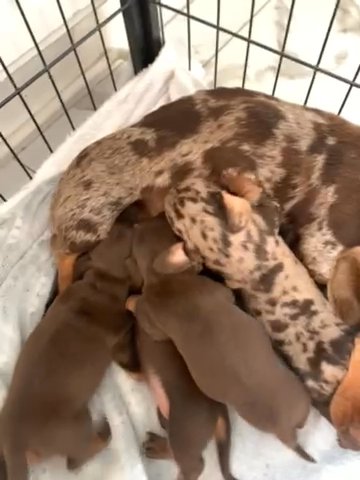 Miniature Dachshund