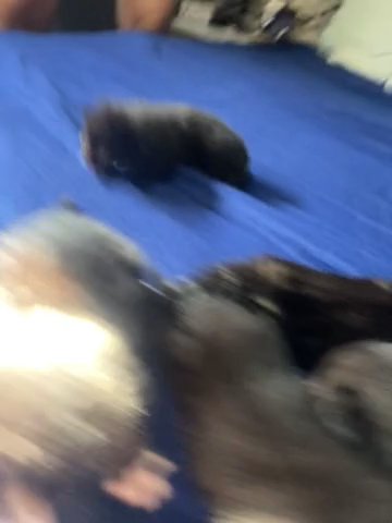 British Kittens