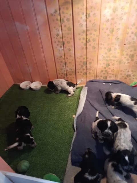 English Coker Spaniel puppies