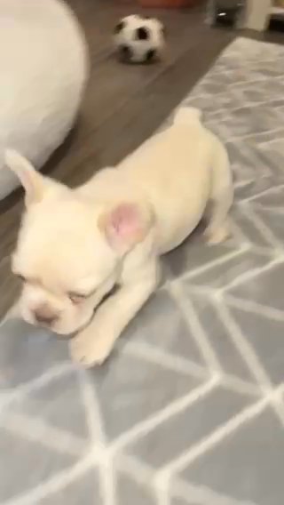 Fluffy Frenchies