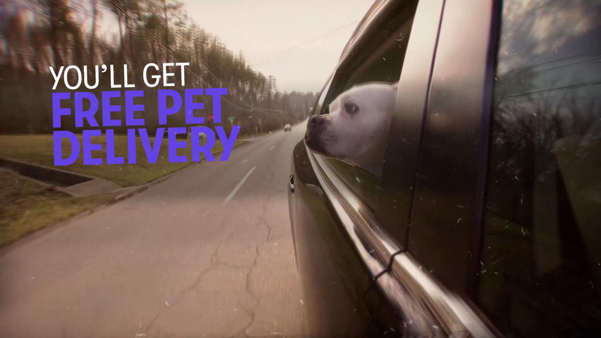 Free Pet Transport